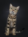 Handsome young brown tabby American Shorthair cat on black background Royalty Free Stock Photo