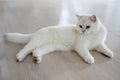 Handsome young cat posing sitting and look straight back, silver British Shorthair cat with big beautiful blue eyes, Contest grade