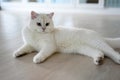 Handsome young cat posing sitting and look straight back, silver British Shorthair cat with big beautiful blue eyes, Contest grade