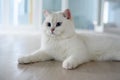 Handsome young cat posing sitting and look straight back, silver British Shorthair cat with big beautiful blue eyes, Contest grade