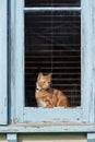 Adorable young ginger red tabby cat sitting in a pealing paint window of an old house