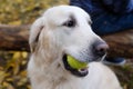 A handsome young Golden Retriever dog ready to play baseball. He is holding the ball in his mouth. Royalty Free Stock Photo