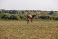 Young horse or colt grazing at a horse farm Royalty Free Stock Photo