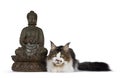 Handsome Maine Coon on white background with Budha