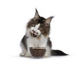 Handsome Maine Coon on white background eating Royalty Free Stock Photo