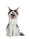 Maine Coon cat on white background Royalty Free Stock Photo