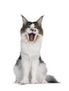 Maine Coon cat on white background Royalty Free Stock Photo