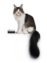 Handsome Maine Coon on white background eating Royalty Free Stock Photo