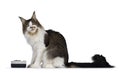 Handsome Maine Coon on white background eating