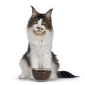 Handsome Maine Coon on white background eating Royalty Free Stock Photo