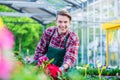 Handsome young man smiling happy while working as florist Royalty Free Stock Photo