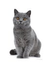 Handsome young solid blue British Shorthair cat isolated on white background Royalty Free Stock Photo