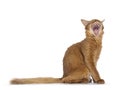 Somali cat on white background Royalty Free Stock Photo