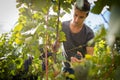 Handsome young vintner harvesting vine grapes in his vineyard Royalty Free Stock Photo