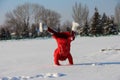 Handstand in the snow, a child doing sports in the snow, a girl in a red jacket and a red hat with ears