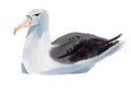 Handwork watercolor illustration of a bird Albatross