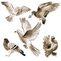 Set of birds doves. Watercolor illustration in white background.