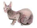 Watercolor illustration of a cat sphinx