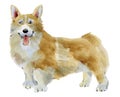 Watercolor illustration of Corgi dog in white background.