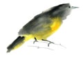 Watercolor illustration of a golden oriole bird