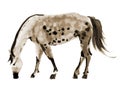 Watercolor illustration of a horse Royalty Free Stock Photo