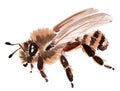 Handwork watercolor illustration of an insect bee