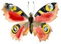 Handwork watercolor illustration of an insect butterfly Royalty Free Stock Photo