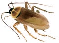 Handwork watercolor illustration of an insect cockroach