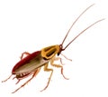 Handwork watercolor illustration of an insect cockroach