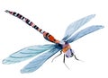 Handwork watercolor illustration of an insect dragonfly