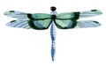 Handwork watercolor illustration of an insect dragonfly