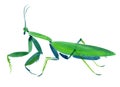 Handwork watercolor illustration of an insect praying mantis