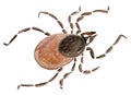 Handwork watercolor illustration of an insect tick Beetle