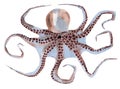 Handwork watercolor illustration of an octopus