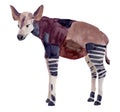 Watercolor illustration of okapi