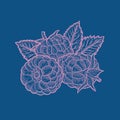 Handy Illustration of Pink Raspberries Drawing Raspberry Nice Art Coloured Blue Background