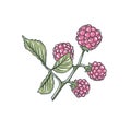 Handy Illustration of Raspberries Drawing Raspberry Nice Art Coloured White Background