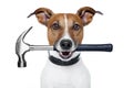 Handyman dog Royalty Free Stock Photo
