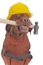 Handyman dog Royalty Free Stock Photo