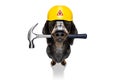 Handyman hammer dog with helmet