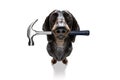 Handyman hammer dog with helmet