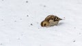 Hang on, I'll have a look ... a small Pine Siskin finch (Carduelis pinus) looks for seeds. Royalty Free Stock Photo