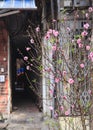 Hang Luoc Flower Market. Peach flowers, Ha Noi Vietnam Royalty Free Stock Photo