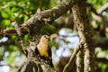 Hangbird on a tree. Tarangire, Tanzania Royalty Free Stock Photo