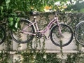 Hanged bike. Pink.