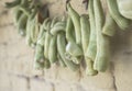 Hanged green peppers in order to dry