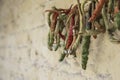 Hanged green peppers in order to dry