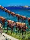 Hanged octopuses drying at the sun with the mediterranean sea as background Royalty Free Stock Photo