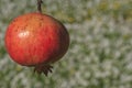 Hanged pomegranate