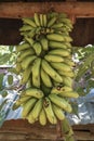 Hanged green unripe bananas